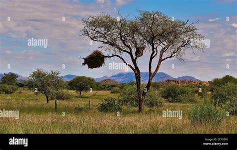 Lone Standing Tree With Big Sociable Weaver Philetairus Socius Bird