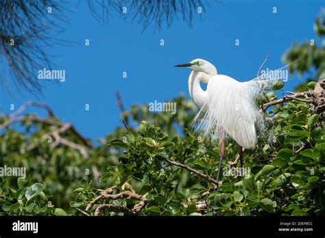 Eastern Great Egret Ardea Modesta Displaying Breeding Plumage