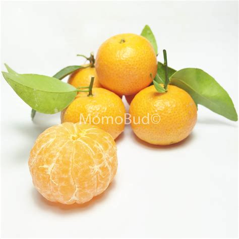 Emperor Mandarin Orange Pack (850g approx) — MomoBud