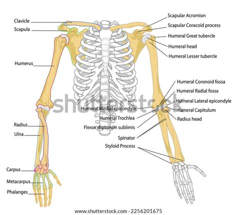 skeleton human body diagram labeled anatomy stock vector royalty