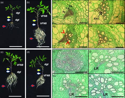 A Tomato Phloemmobile Protein Regulates The Shoottoroot Ratio By