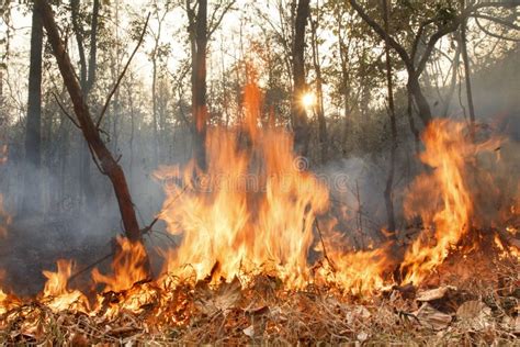 Destroyed By Burning Tropical Forest Stock Photo Image Of Outdoors