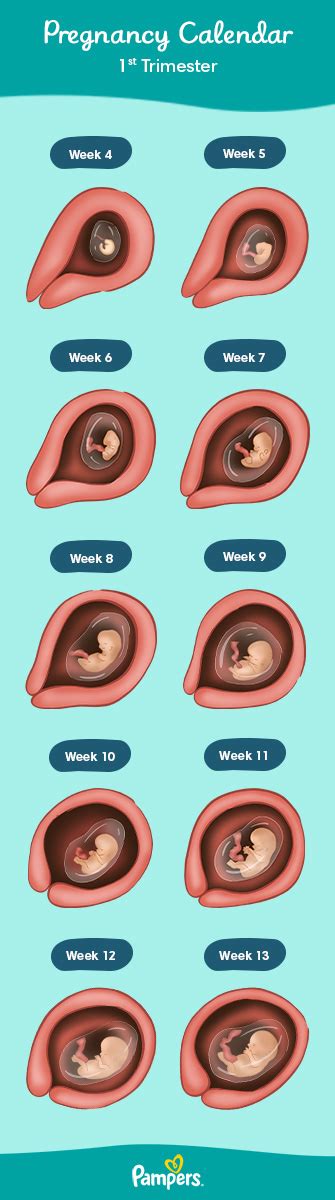 Pregnancy Symptom Week By Week – asnachicago