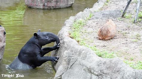 馬來貘「貘克」被質疑熱死 動物園發哀悼文曝生前狀況 寵物 Bigmedia今大條新聞網