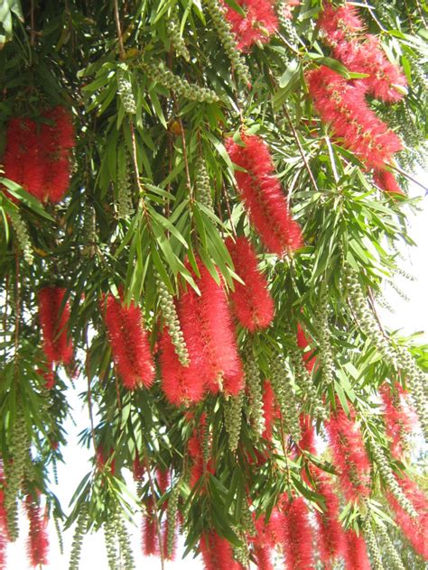 Callistemon – Trigg Plants