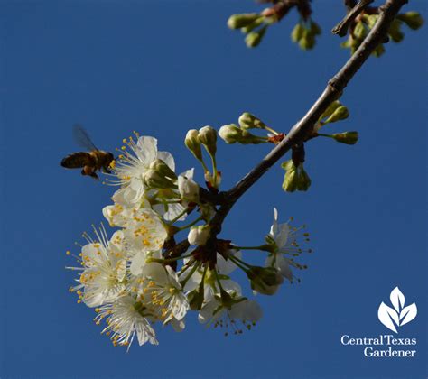 Mexican Plum Central Texas Gardener