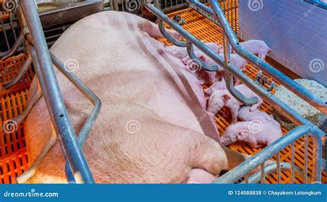 Swine Farming - Parent Swine Farm. Stock Photo - Image of energy, group ...