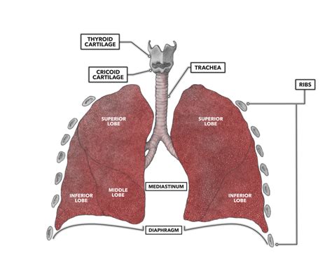 Lung Model Anatomy Labeled