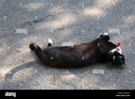 Black Cat Rolling On The Ground Stock Photo Alamy