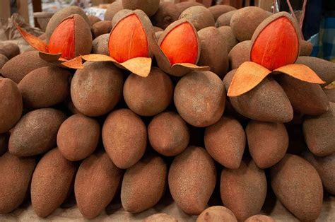 Mamey Zapote Pouteria Sapota Live Fruit Tree 10 Inch To 2 Etsy