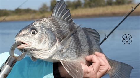 Are Black Drum Good To Eat Quick Answer And Black Drum 101