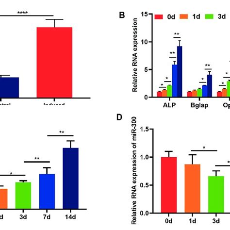 The Expressions Of Linc And Mir During The Differentiation Of