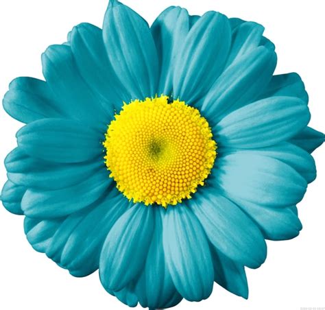 Premium Psd Common Daisy Yellow Transvaal Daisy Cut Flowers Flower