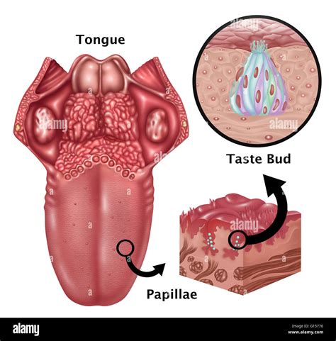 Taste Buds On Tongue Papillae - Kenjutaku