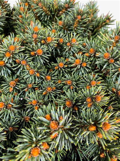colorado blue spruce tree for sale 8