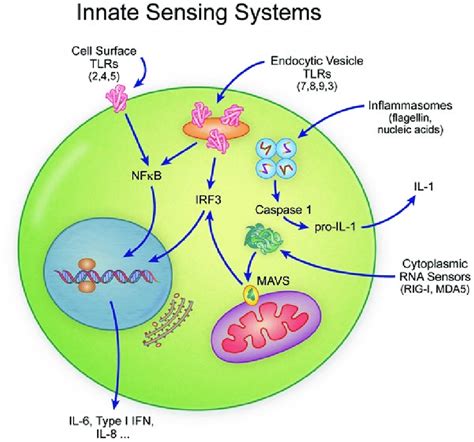 1 Schematic Diagram Of The Toll Like Receptor Tlr Inflammasome And Download Scientific