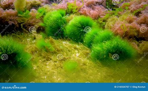 Macrophytes Red And Green Algae Ceramium Cladophora Ulva