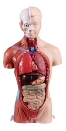 Torso Humano Assexuado Cm Pe As Remov Veis Anatomia