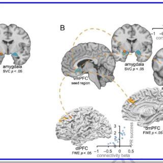 A Connectivity Between VmPFC Seed Region And Amygdala Is Enhanced For