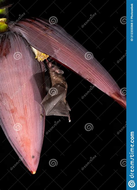 Lonchophylla Robusta Orange Nectar Bat The Bat Is Hovering And