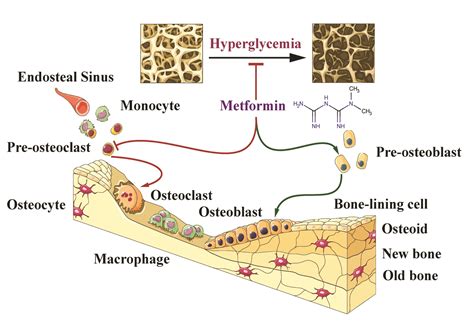 The Potential Therapeutic Role of Metformin in Diabetic and Non
