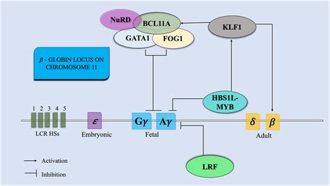 Role of transcription factors in switching the γ to β globin gene