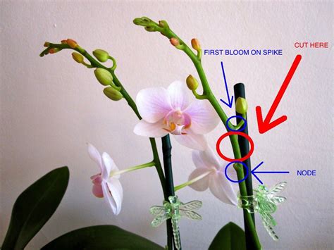 Orchid Care Trimming The Phalaenopsis Spike