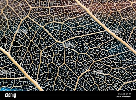 Hoja seca con venas macro Fotografía de stock Alamy