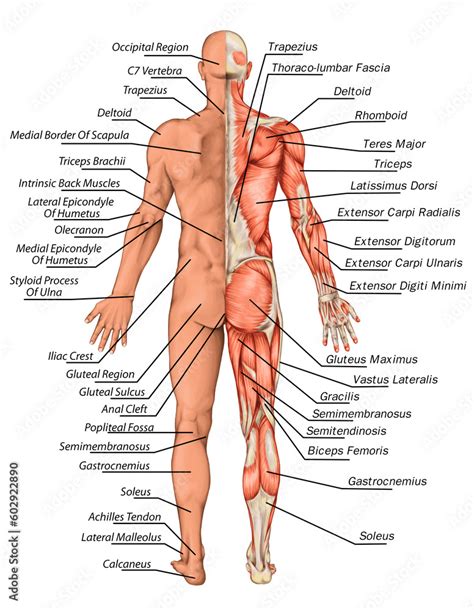 Didactic board of human body surface and muscles, posterior view ...