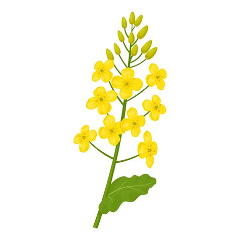 Vector Illustration Rapeseed Flower With Green Leaves Scientific Name