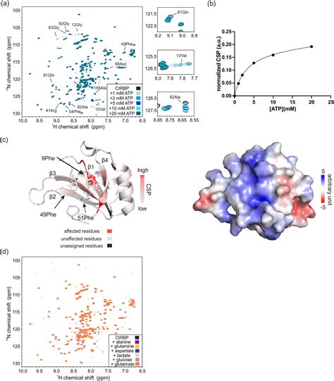 ATP Regulates RNAdriven Cold Inducible RNA Binding Protein Phase