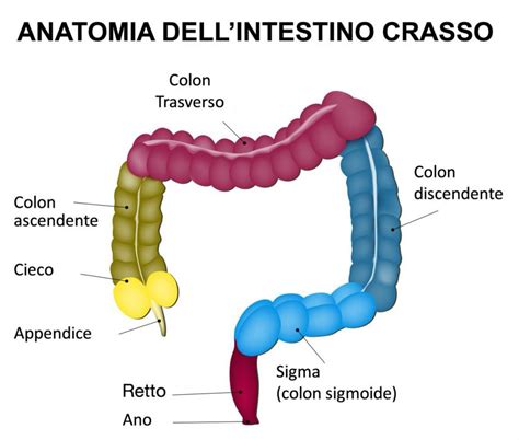 Il Cancro Del Colon Retto Uno Dei Tumori Pi Frequenti Cefalunews