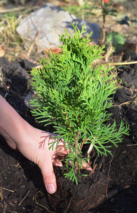 Arborvitae Tree Types & Care | Garden Design