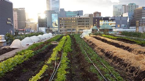 Ryerson Urban Farm Formerly Ryes Homegrown