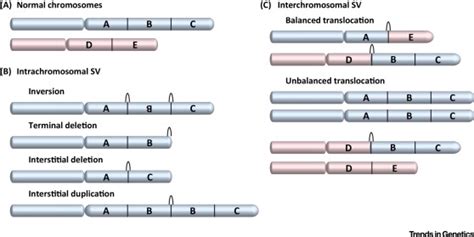 Human Structural Variation Mechanisms Of Chromosome Rearrangements