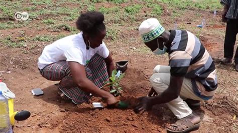 Africa's shea trees are under threat – DW – 07/28/2021