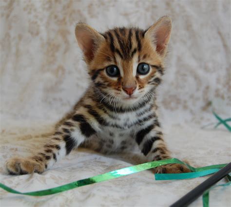 F1 Bengal Hybrid Kitten Bengal F1 Kitten Pets Animals Cute Kittens