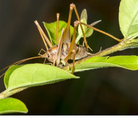 How To Get Rid of Camel Crickets? - Pest Control Gurus