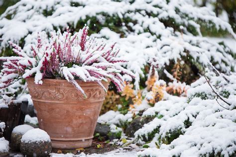 Comment Arroser Ses Plantes En Hiver Paroles De Jardiniers