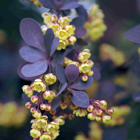 Purple Leaf Plants For The Garden And Landscape