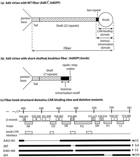 The Maturation Of Murine Dendritic Cells Induced By Human Adenovirus Is