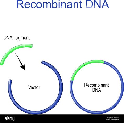 Recombinant DNA Definition And Examples Biology Dictionary, 51% OFF