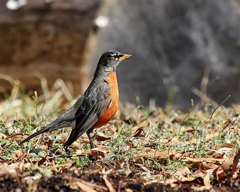 First Sign Of Spring Photograph By David Byron Keener Fine Art America