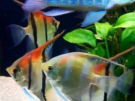 Ange Red Back Amapa Discus Rive Sud Poissons Exotiques