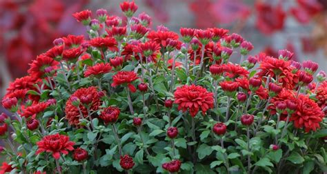 Chrysanthemums Care Colors And Varieties