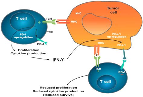 Pd Mediated Inhibition Of T Cells T Cells Recognizing Tumor Antigens