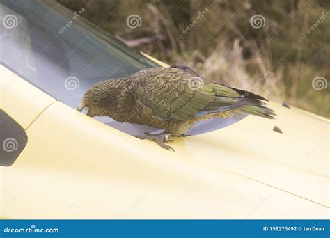 New Zealand Kea Attacking Car Stock Photo - Image of bird, windshield: 158275492