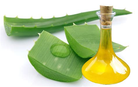 The Health Benefits Of Aloe Vera Oil Health Benefits