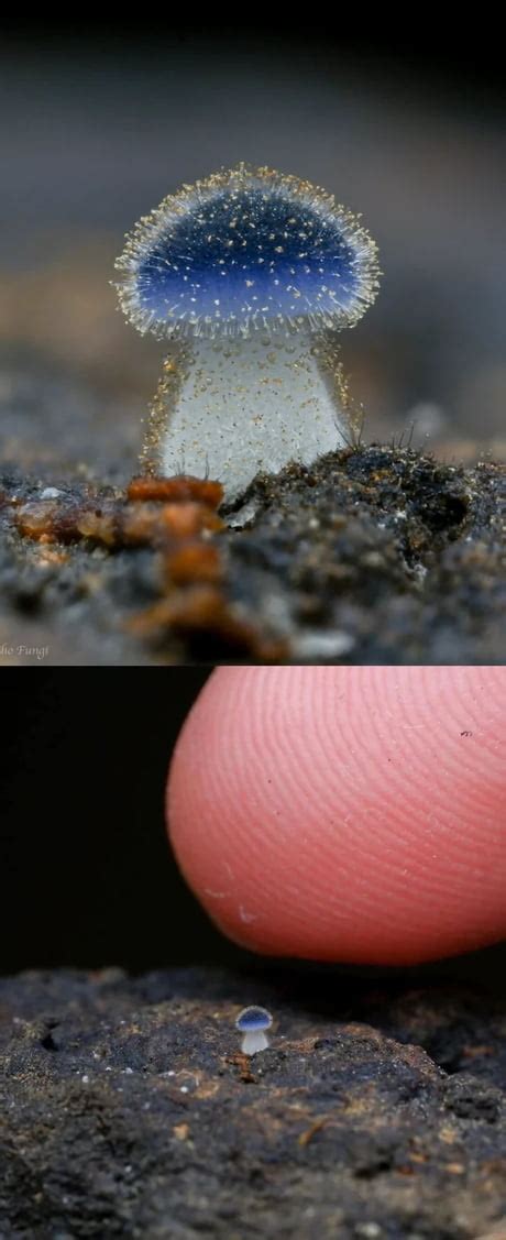 Best Funny fungi natural science Memes - 9GAG