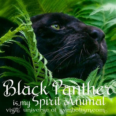 Black Panther Symbolism Black Panther Spirit Animal Meaning